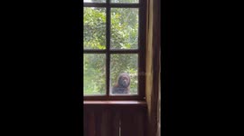Monkey At The Window
