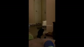 Exclusive- Black cat's confusion steals the show in family's TikTok video