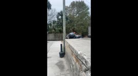 Squirrel Eats Chicken Drumstick