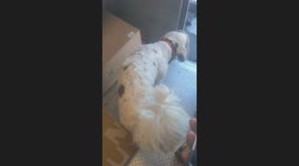 Dog invites himself on to Mail Truck