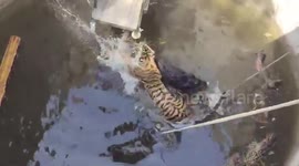 Tiger and wild boar rescued together from well in India