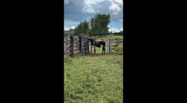 Clever Ox Opens Gate