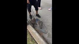 Man Walks Pet Monitor Lizard