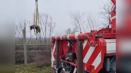Italy: Firefighters Rescue Deer Trapped in Empty Water Tank in Roveredo in Piano