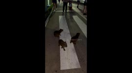 Baby Capybaras Cross The Street