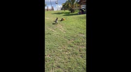 Dachshund Plays Like Pro Footballer