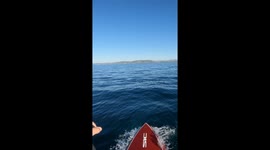 Dolphins Leap Out Of Water Beside Paddleboarder