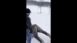 Falling Down Chasing A Sled