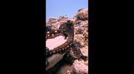 Octopus Grabs Diver's Hand