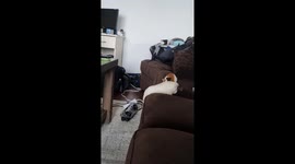 Family of Guinea Pigs Jump From Couch