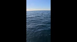 Dolphin Jumps Out of the Water Near Paddleboarder
