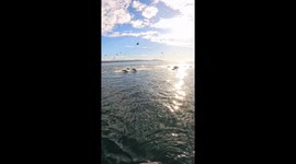 Paddleboarding With Dolphins