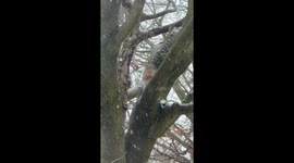 Canadian Squirrel Eating His Timbits