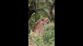 Sub-Adult Cheetah Chirps