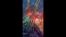 There's a Crab Running With Sea Urchin on It