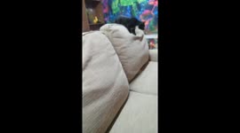 Kitten Bullies Dog Sibling With Paw Swipe