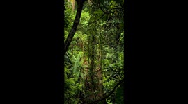 Bali Rainforest – Slow Motion Magic in the Tropics, a green vision with nature sounds