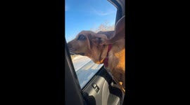 Basset's Wrinkles And Folds Flap In The Wind