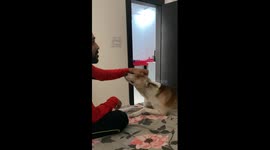 Dog Demands Head Massage