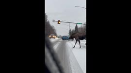 Unbothered Moose Holds Up Traffic
