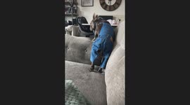 Frenchie in Overalls