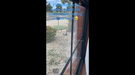 Exclusive- Baby magpie cools off in scorching 41°C Melbourne
