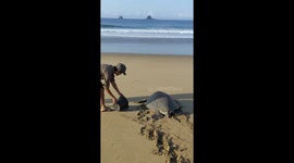 Realized baby turtle and sea turtle after laid eggs back to sea