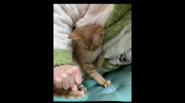 Budding talent: Cat and owner team up for 'blossom' trick