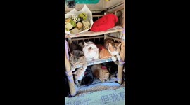 Crafting comfort on the road: Chinese driver's bunk beds for cats