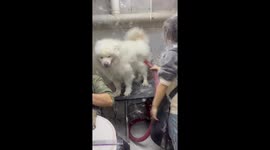 Fur storm: Pet shop scene as Samoyed's bath time sends fur flying