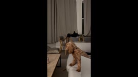 'Our cockapoo takes itself to bed whenever Love Island ending theme song plays'