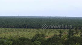 Malaysia's palm oil stock drop 7.55 pct month-on-month in January