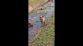Stray dog with mouth cruelly tied shut with rubber is rescued by locals