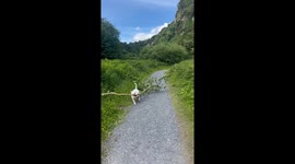 Woman almost wiped out by pet dog chasing her with huge branch in its mouth