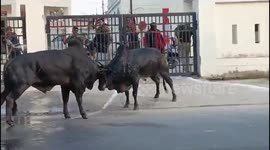 Two stray bulls seen fighting outside police station in India