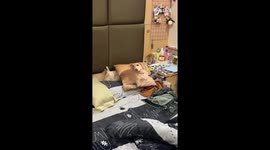Pet dog camouflages himself with pillow bearing his own face