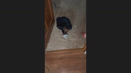 Mini Dachshund hilariously gets stuck in mom’s leggings