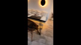 Anniversary celebration in Greece ends with a marriage proposal