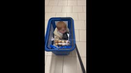 Baby In A Shopping Basket
