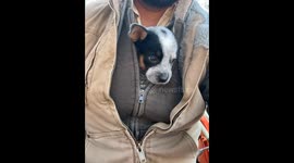 Blue Heeler Puppy Cuddles Inside Sweatshirt