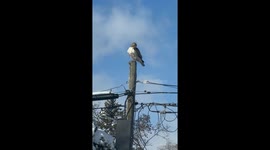 A falcon with a fresh kill showed up in our back yard on a utility pole.  right about noon, it had snowed about 12 inches the night before