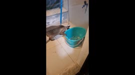 Cat Hunts For Mouse Hiding In Plain Sight