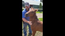 Foal Smiles When It Is Scratched