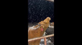 Cows Marvel At Falling Snow