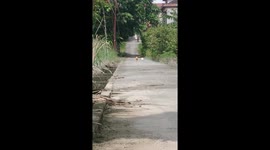 Orange Cat Zoomies