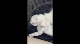 Cat Kneading On Kitten