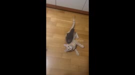 Curious Cat Gets Stuck In Sandal