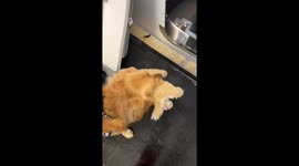 Bark Attendant Boards Plane With Toy In Tow