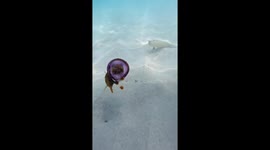 Fish Swims Inside a Jellyfish