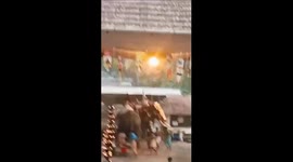 3 Elderly Die In Stampede Created By Elephant Attack At Kerala Temple